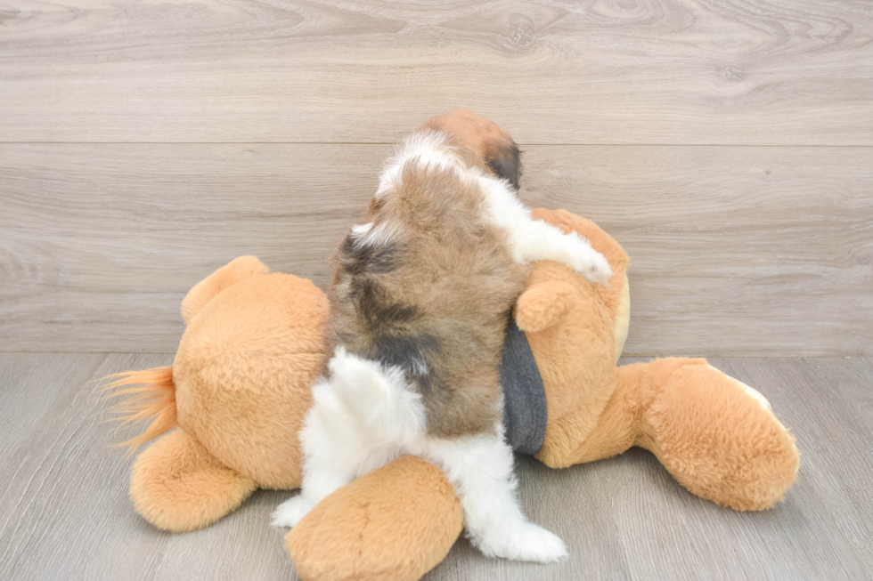 Meet Bonnie - our Havanese Puppy Photo  3/3 - Simply Southern Pups Best Havanese Baby