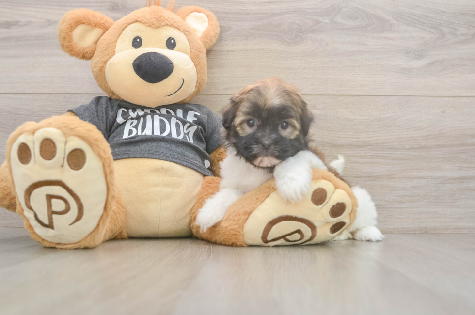 5 week old Havanese Puppy For Sale - Simply Southern Pups