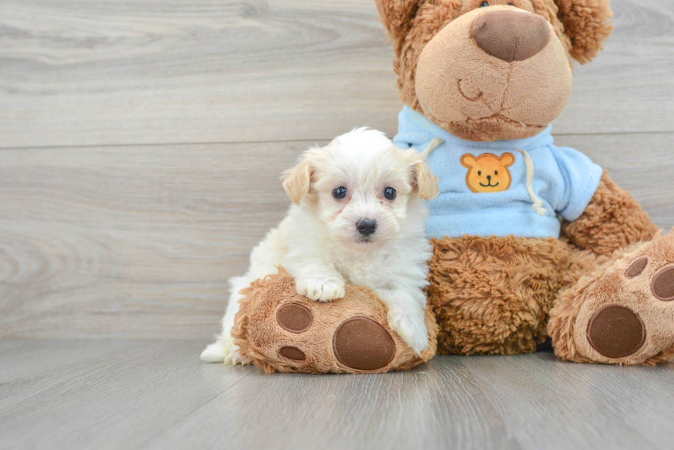 Hypoallergenic Havanese Purebred Pup
