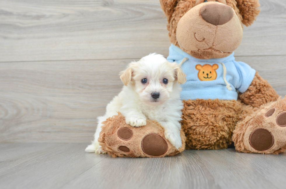 6 week old Havanese Puppy For Sale - Simply Southern Pups