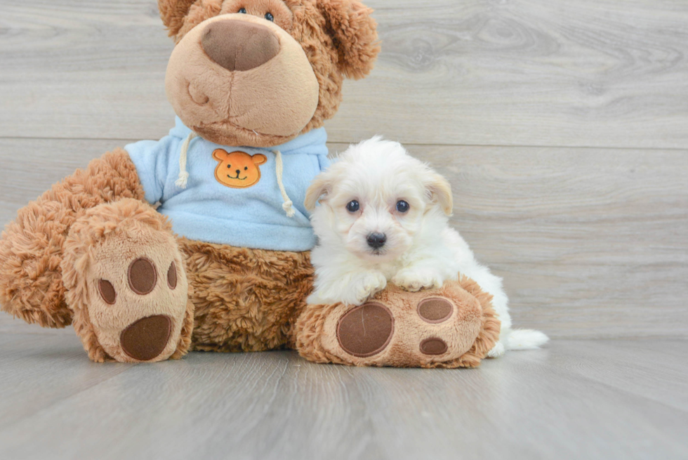 Havanese Puppy for Adoption