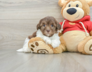 8 week old Havanese Puppy For Sale - Simply Southern Pups