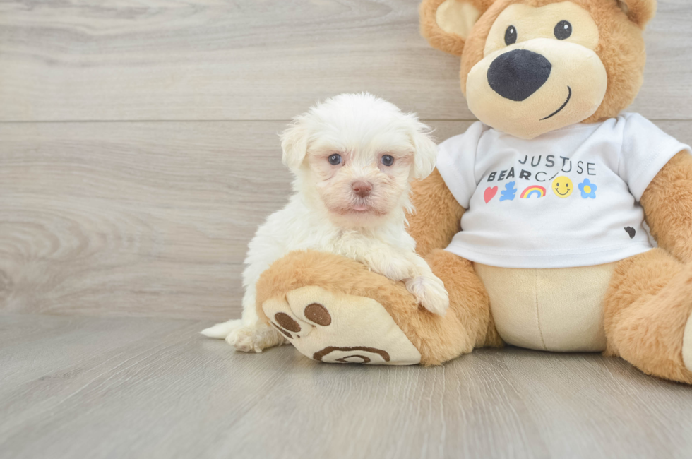 6 week old Havanese Puppy For Sale - Simply Southern Pups