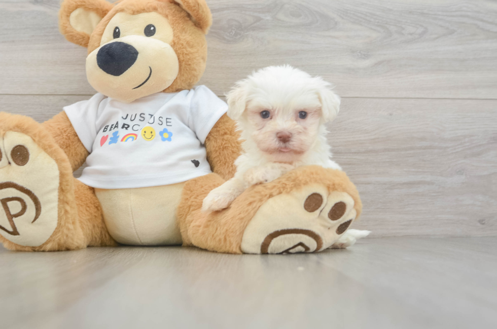 5 week old Havanese Puppy For Sale - Simply Southern Pups