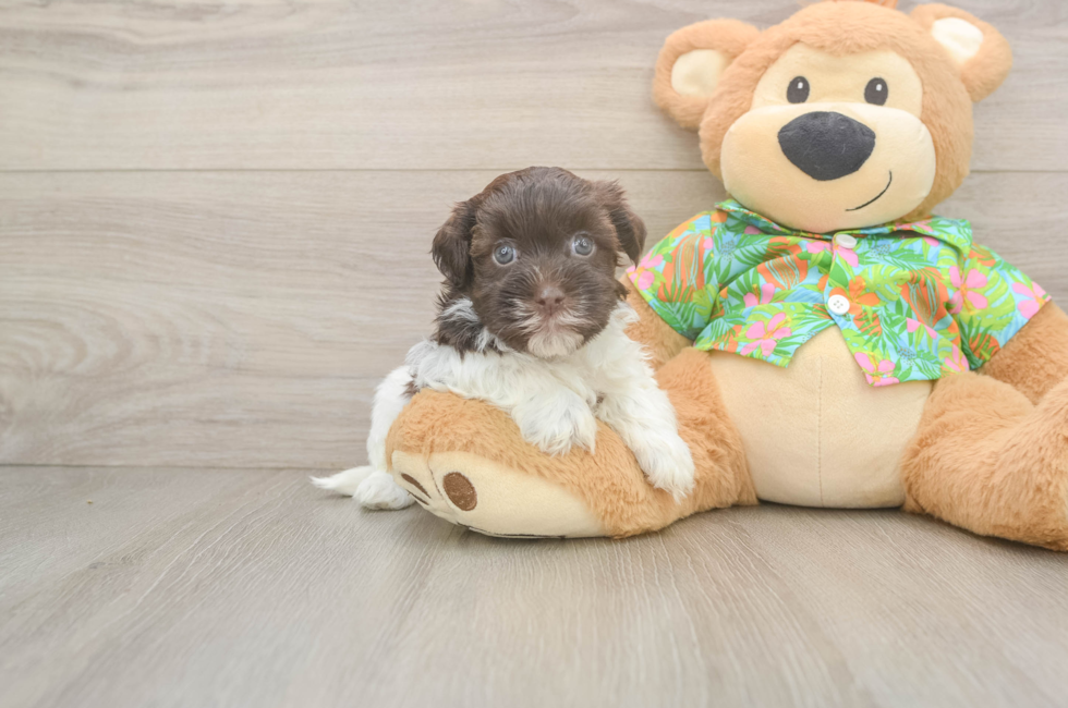 5 week old Havanese Puppy For Sale - Simply Southern Pups