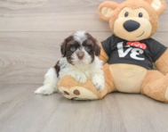 6 week old Havanese Puppy For Sale - Simply Southern Pups