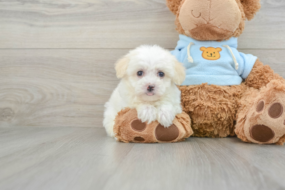 Havanese Pup Being Cute