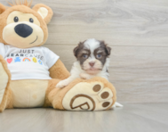 8 week old Havanese Puppy For Sale - Simply Southern Pups