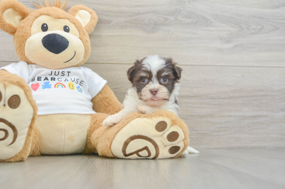 5 week old Havanese Puppy For Sale - Simply Southern Pups