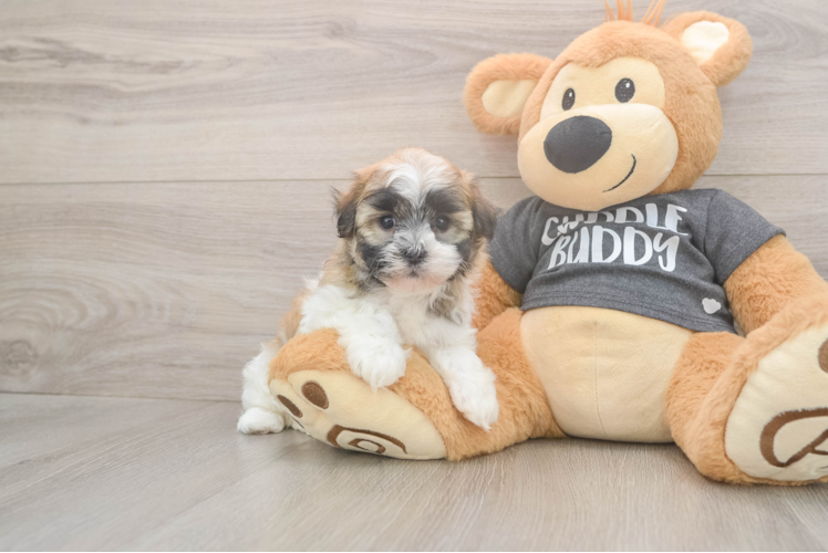 Akc Registered Havanese Purebred Pup