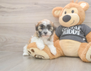 7 week old Havanese Puppy For Sale - Simply Southern Pups