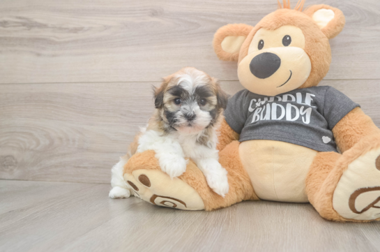 5 week old Havanese Puppy For Sale - Simply Southern Pups Akc Registered Havanese Purebred Pup