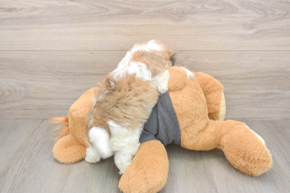 Meet Brittany - our Havanese Puppy Photo  3/3 - Simply Southern Pups Best Havanese Baby