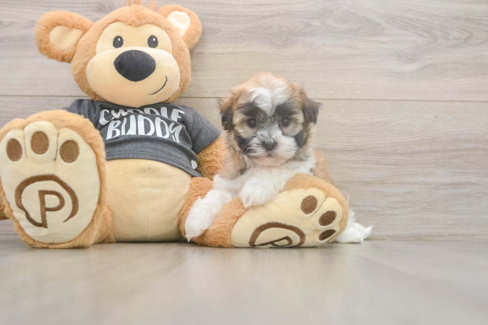 Meet Brittany - our Havanese Puppy Photo  2/3 - Simply Southern Pups Akc Registered Havanese Baby