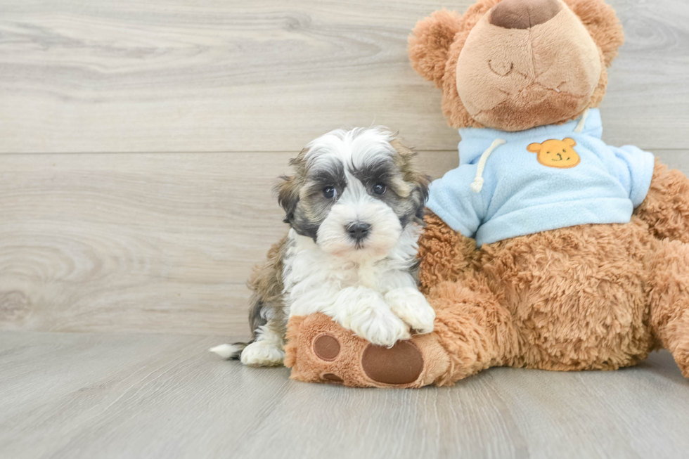 Playful Havanese Baby