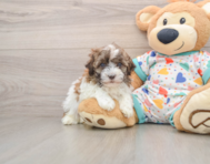 7 week old Havanese Puppy For Sale - Simply Southern Pups