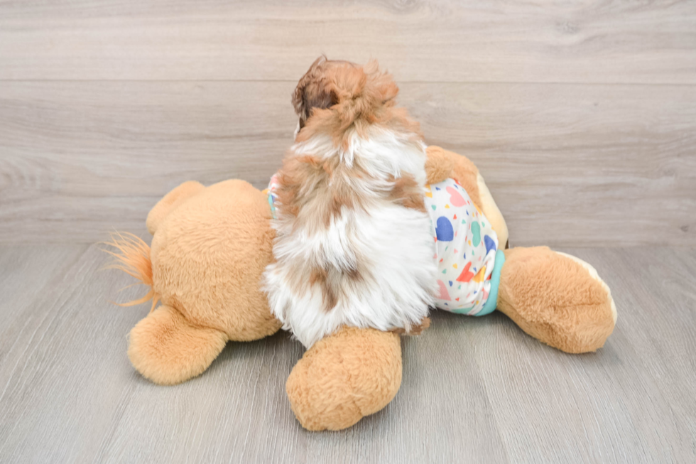 Havanese Pup Being Cute
