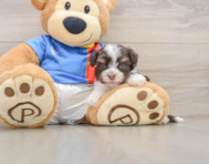 5 week old Havanese Puppy For Sale - Simply Southern Pups