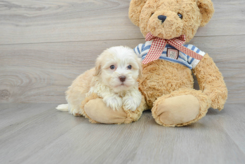 Petite Havanese Purebred Puppy