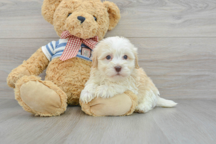 Cute Havanese Purebred Puppy