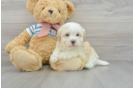 Cute Havanese Purebred Puppy
