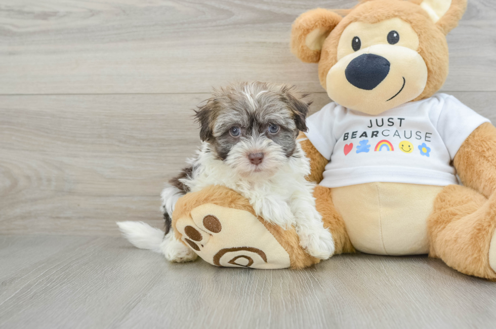 6 week old Havanese Puppy For Sale - Simply Southern Pups