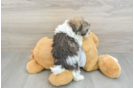 Havanese Puppy for Adoption