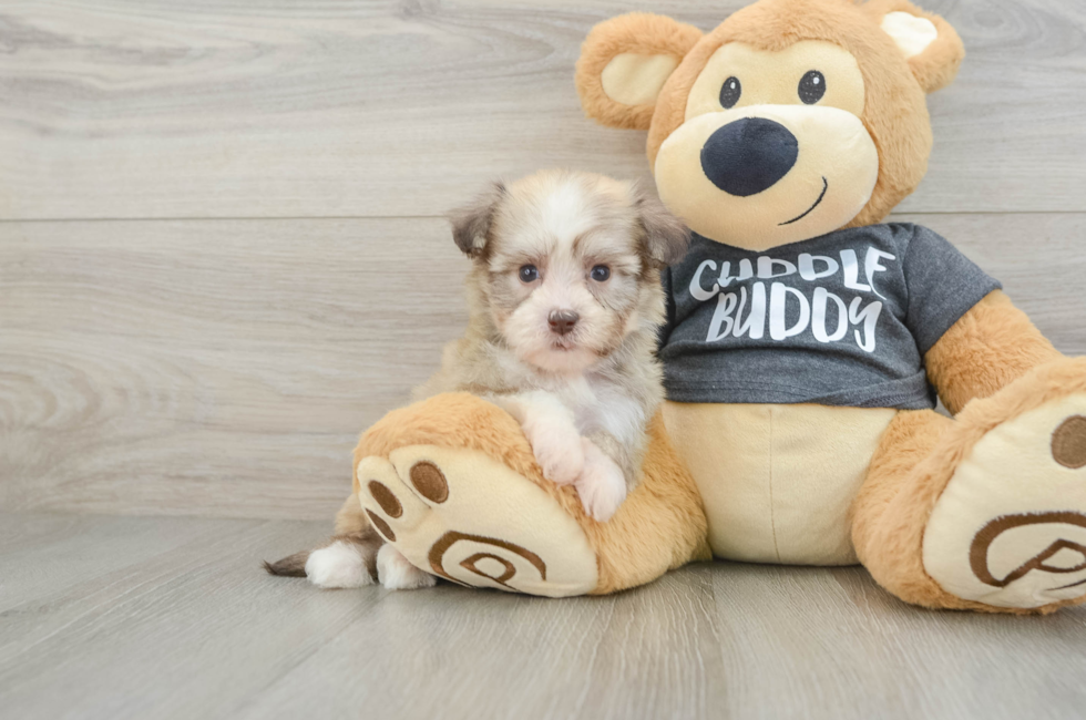 6 week old Havanese Puppy For Sale - Simply Southern Pups