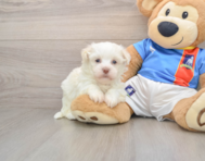 5 week old Havanese Puppy For Sale - Simply Southern Pups