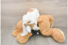 Playful Havanese Baby