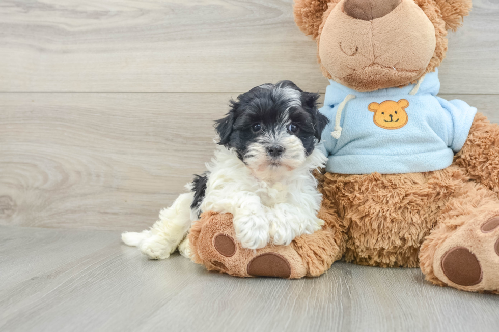 Havanese Pup Being Cute