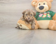 5 week old Havanese Puppy For Sale - Simply Southern Pups