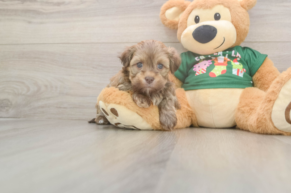 5 week old Havanese Puppy For Sale - Simply Southern Pups