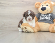 5 week old Havanese Puppy For Sale - Simply Southern Pups