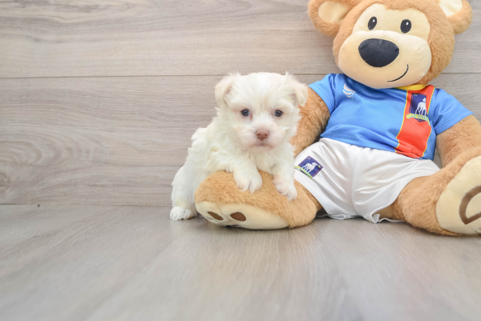 Little Havanese Purebred Pup