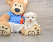 5 week old Havanese Puppy For Sale - Simply Southern Pups