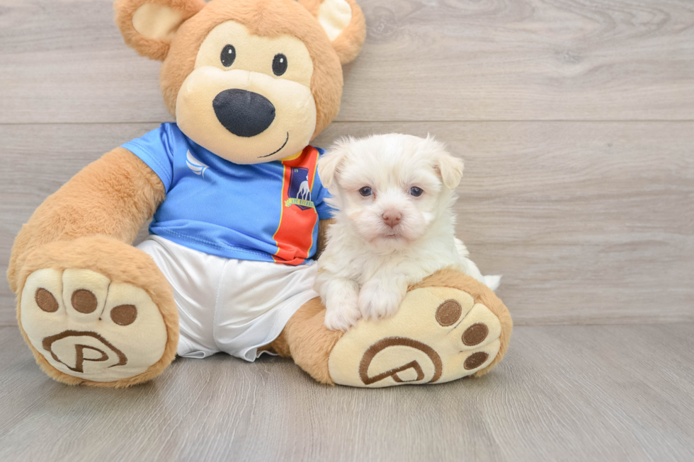Fluffy Bichon Habanero Purebred Puppy