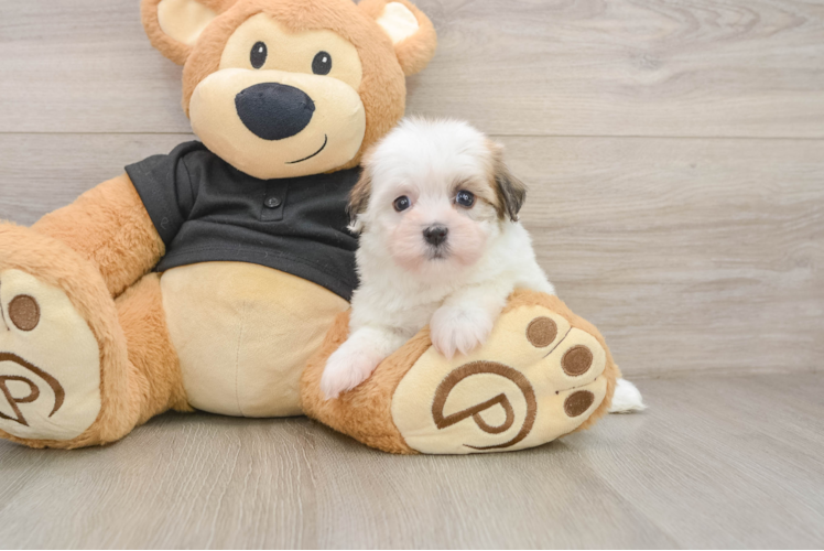 Best Havanese Baby