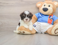 6 week old Havanese Puppy For Sale - Simply Southern Pups