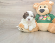 5 week old Havanese Puppy For Sale - Simply Southern Pups