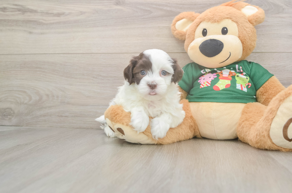 5 week old Havanese Puppy For Sale - Simply Southern Pups