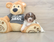 5 week old Havanese Puppy For Sale - Simply Southern Pups