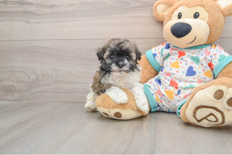 Havanese Pup Being Cute
