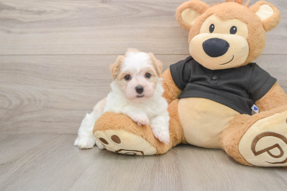 Small Havanese Purebred Pup