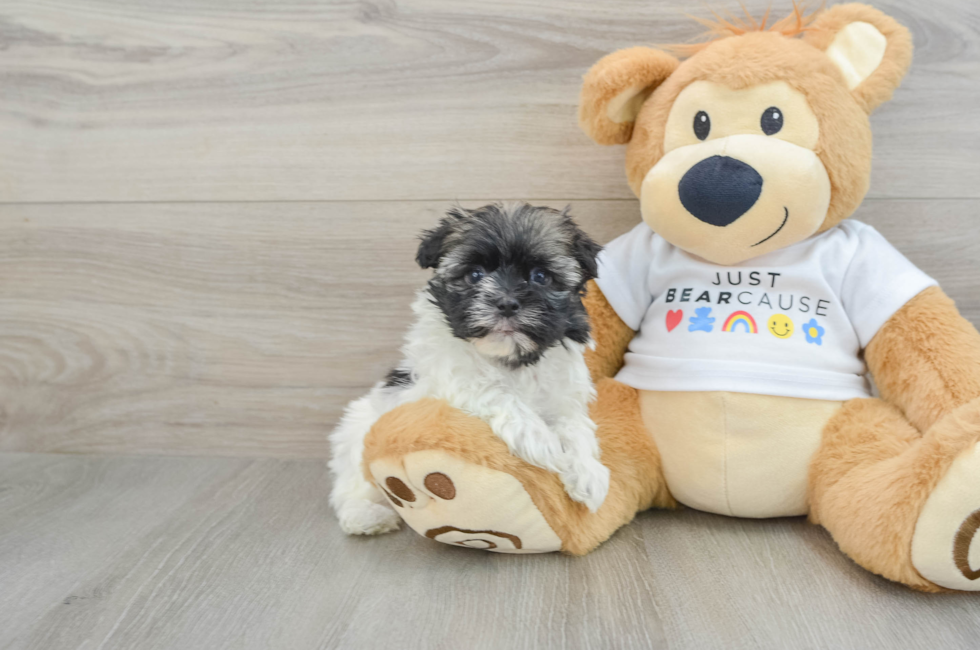 6 week old Havanese Puppy For Sale - Simply Southern Pups