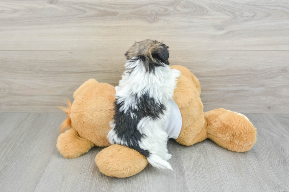 Funny Havanese Purebred Pup