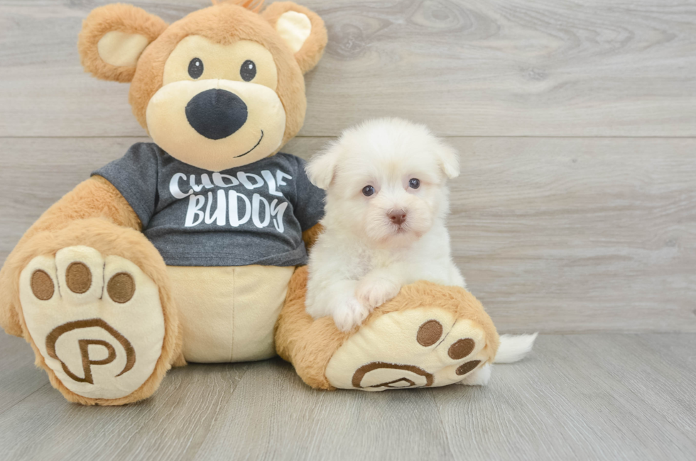 6 week old Havanese Puppy For Sale - Simply Southern Pups