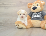5 week old Havanese Puppy For Sale - Simply Southern Pups