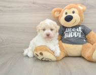 5 week old Havanese Puppy For Sale - Simply Southern Pups