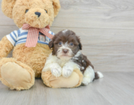 7 week old Havanese Puppy For Sale - Simply Southern Pups